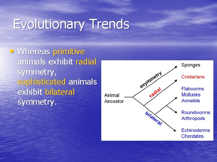 Evolutionary Trends • Whereas primitive animals exhibit radial symmetry, sophisticated animals exhibit bilateral symmetry.