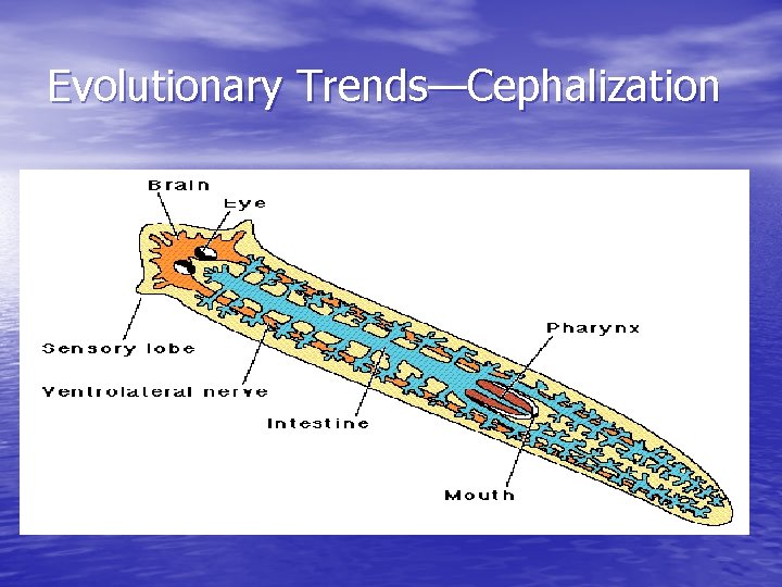 Evolutionary Trends—Cephalization 