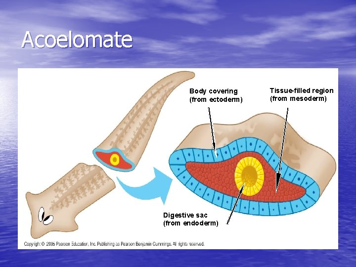 Acoelomate Body covering (from ectoderm) Digestive sac (from endoderm) Tissue-filled region (from mesoderm) 