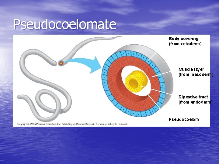 Pseudocoelomate Body covering (from ectoderm) Muscle layer (from mesoderm) Digestive tract (from endoderm) Pseudocoelom