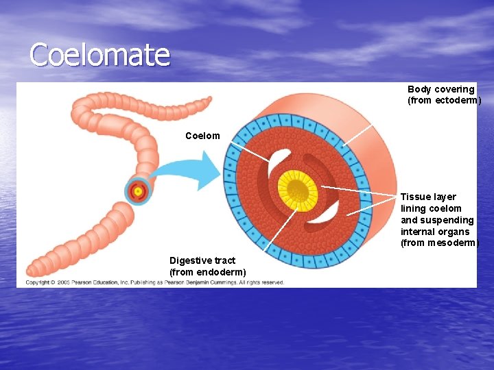 Coelomate Body covering (from ectoderm) Coelom Tissue layer lining coelom and suspending internal organs