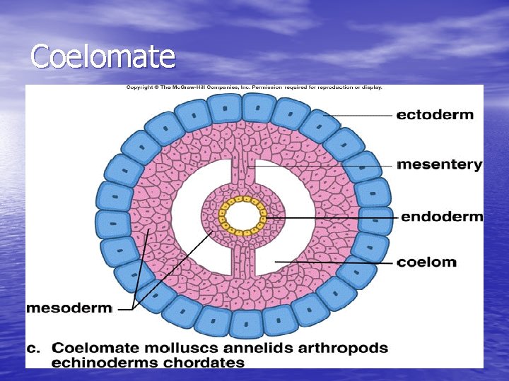 Coelomate 