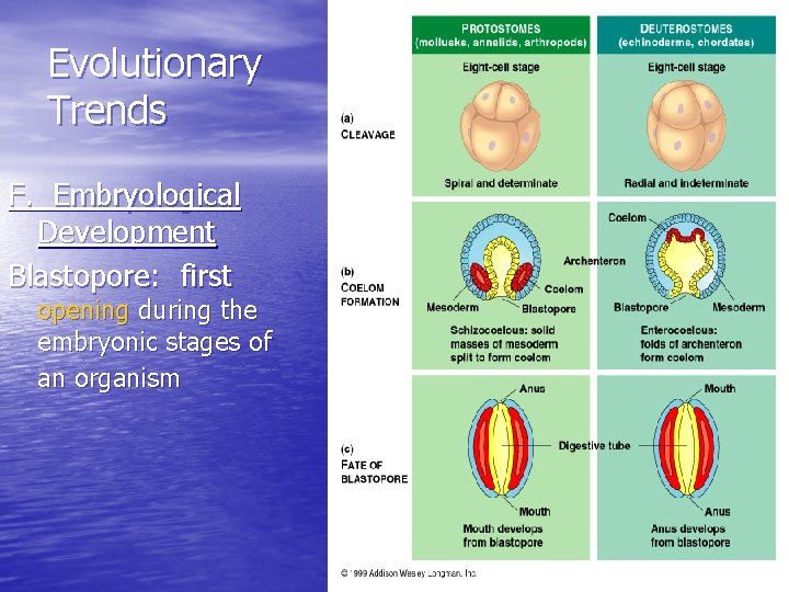 Evolutionary Trends F. Embryological Development Blastopore: first opening during the embryonic stages of an