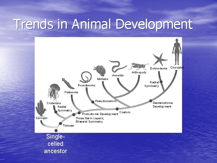 Trends in Animal Development Echinoderms Chordates Annelids Mollusks Arthropods Radial Symmetry Roundworms Flatworms Cnidarians