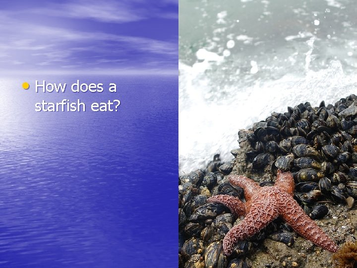  • How does a starfish eat? 