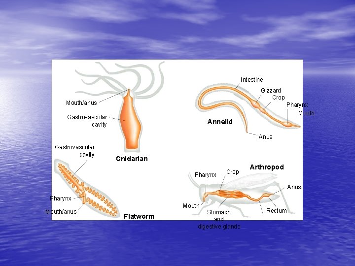 Intestine Gizzard Crop Mouth/anus Pharynx Mouth Gastrovascular cavity Annelid Anus Gastrovascular cavity Cnidarian Pharynx