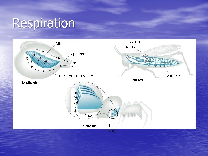 Respiration Tracheal tubes Gill Siphons Movement of water Insect Mollusk Airflow Spider Book lung