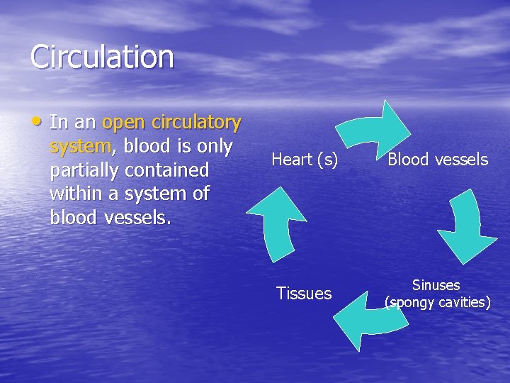 Circulation • In an open circulatory system, blood is only partially contained within a