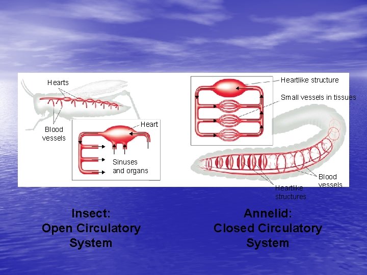 Heartlike structure Hearts Small vessels in tissues Blood vessels Heart Sinuses and organs Heartlike