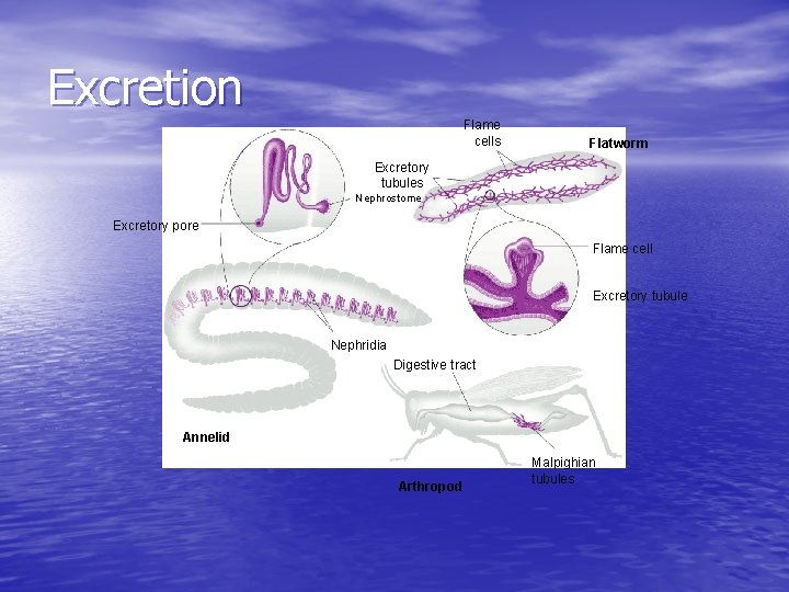 Excretion Flame cells Flatworm Excretory tubules Nephrostome Excretory pore Flame cell Excretory tubule Nephridia