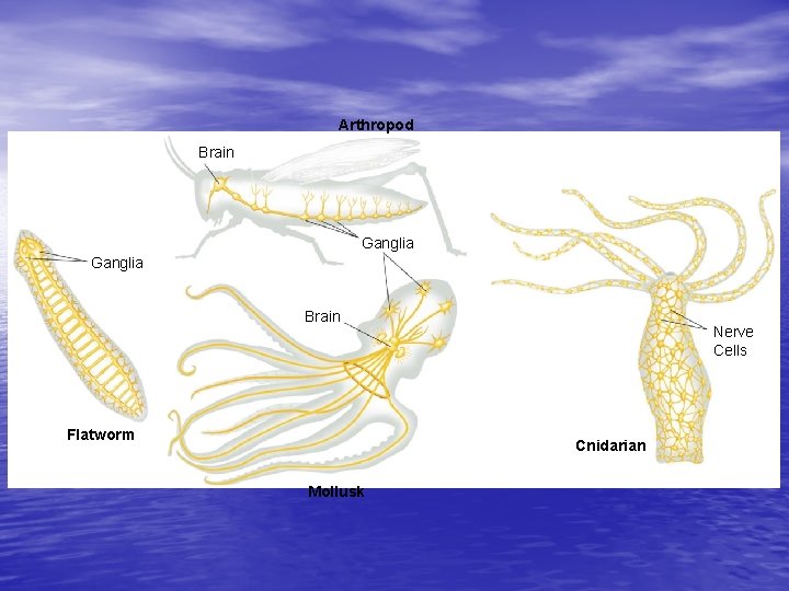 Arthropod Brain Ganglia Brain Flatworm Nerve Cells Cnidarian Mollusk 