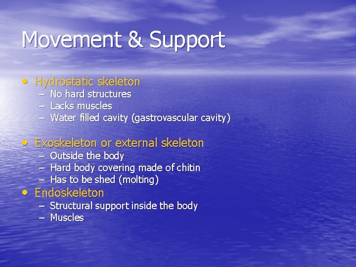 Movement & Support • Hydrostatic skeleton – No hard structures – Lacks muscles –