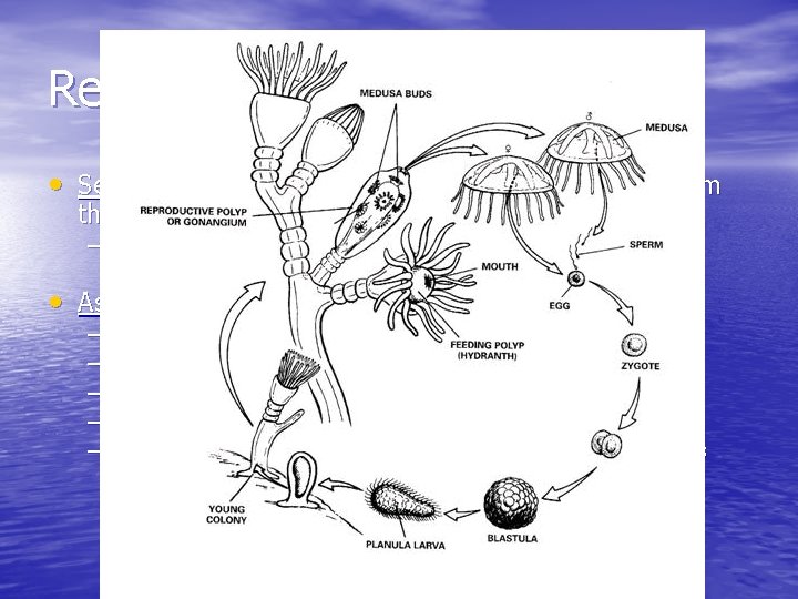 Reproduction • Sexual reproduction is the production of offspring from the fusion of gametes.