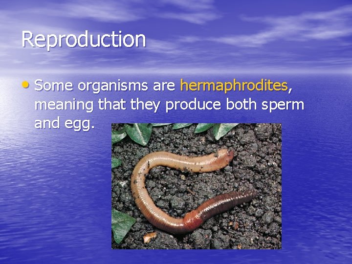 Reproduction • Some organisms are hermaphrodites, meaning that they produce both sperm and egg.