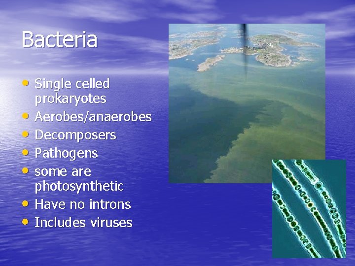 Bacteria • Single celled • • • prokaryotes Aerobes/anaerobes Decomposers Pathogens some are photosynthetic