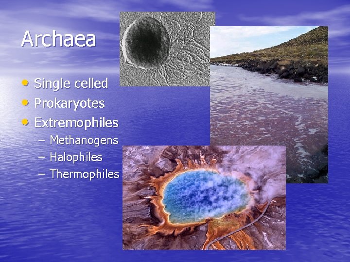 Archaea • Single celled • Prokaryotes • Extremophiles – Methanogens – Halophiles – Thermophiles