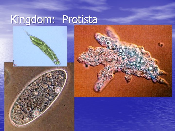 Kingdom: Protista 