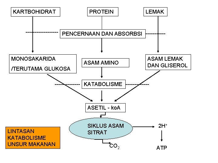 KARTBOHIDRAT PROTEIN LEMAK --------- PENCERNAAN DAN ABSORBSI ------ MONOSAKARIDA /TERUTAMA GLUKOSA ASAM AMINO ASAM