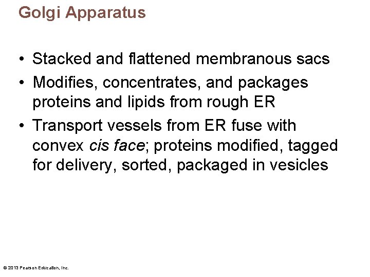 Golgi Apparatus • Stacked and flattened membranous sacs • Modifies, concentrates, and packages proteins