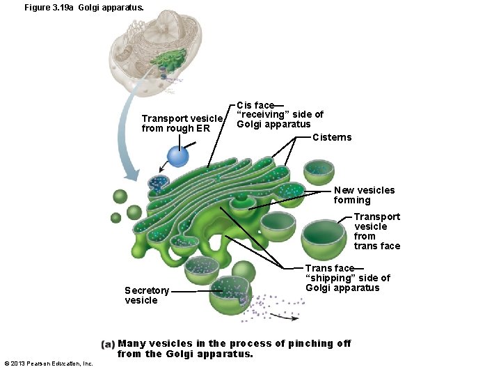 Figure 3. 19 a Golgi apparatus. Transport vesicle from rough ER Cis face— “receiving”