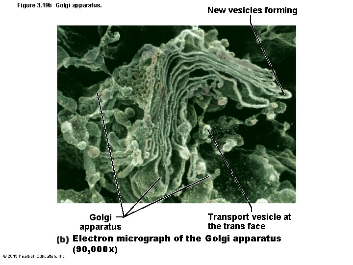 Figure 3. 19 b Golgi apparatus. © 2013 Pearson Education, Inc. New vesicles forming