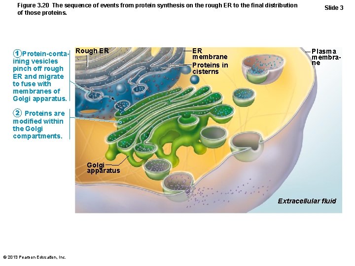 Figure 3. 20 The sequence of events from protein synthesis on the rough ER