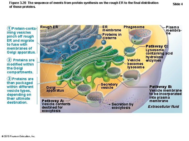 Figure 3. 20 The sequence of events from protein synthesis on the rough ER