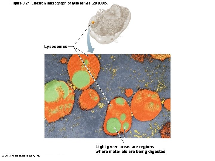 Figure 3. 21 Electron micrograph of lysosomes (20, 000 x). Lysosomes Light green areas