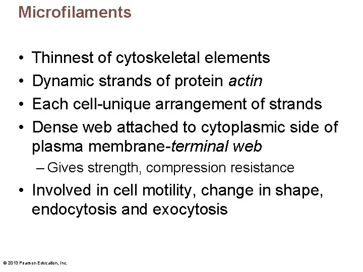 Microfilaments • • Thinnest of cytoskeletal elements Dynamic strands of protein actin Each cell-unique