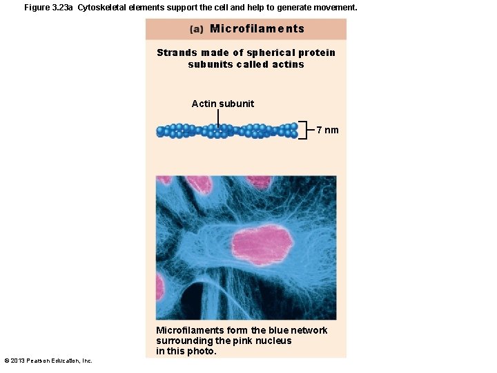 Figure 3. 23 a Cytoskeletal elements support the cell and help to generate movement.