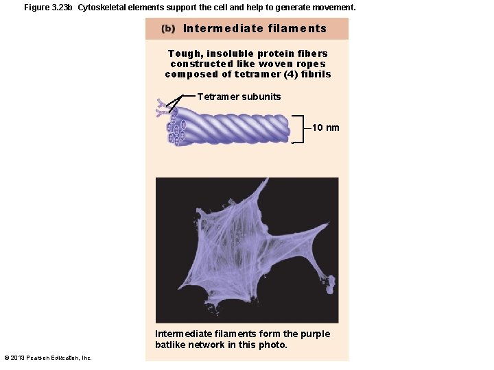 Figure 3. 23 b Cytoskeletal elements support the cell and help to generate movement.