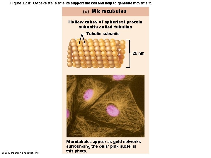 Figure 3. 23 c Cytoskeletal elements support the cell and help to generate movement.