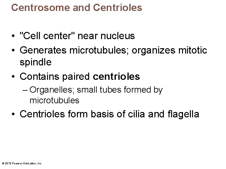 Centrosome and Centrioles • "Cell center" near nucleus • Generates microtubules; organizes mitotic spindle