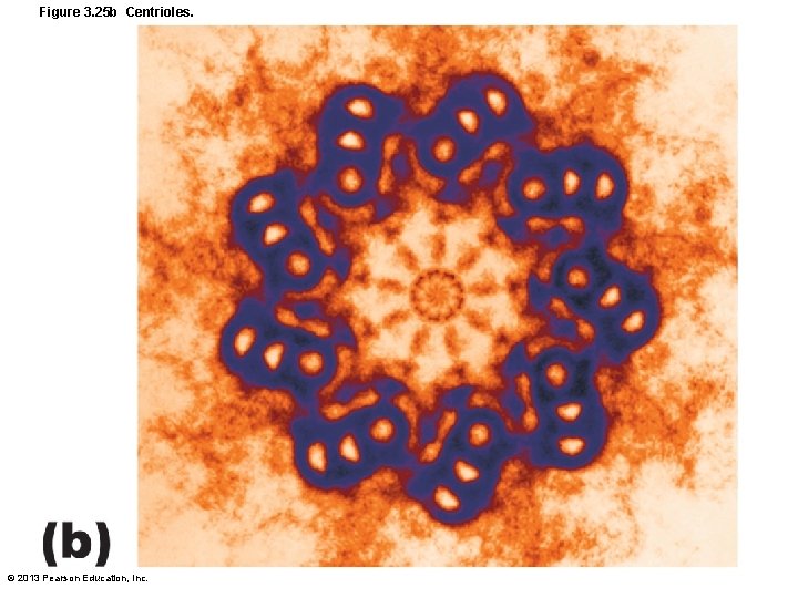 Figure 3. 25 b Centrioles. © 2013 Pearson Education, Inc. 