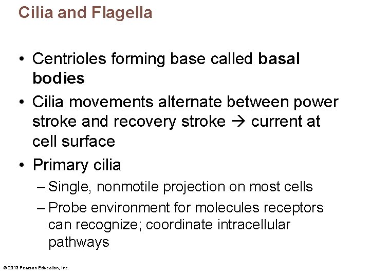 Cilia and Flagella • Centrioles forming base called basal bodies • Cilia movements alternate