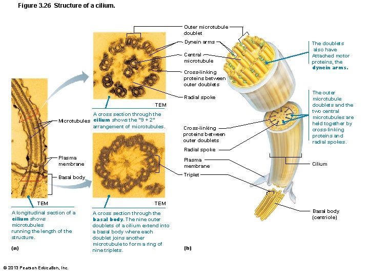 Figure 3. 26 Structure of a cilium. Outer microtubule doublet Dynein arms Central microtubule