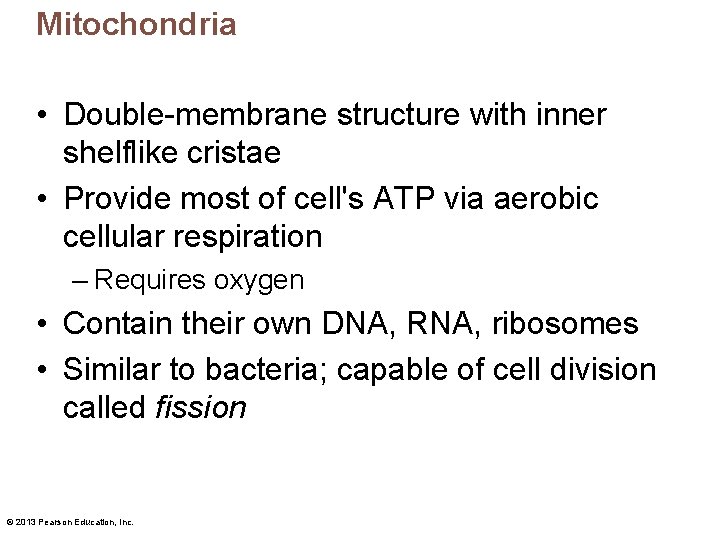 Mitochondria • Double-membrane structure with inner shelflike cristae • Provide most of cell's ATP