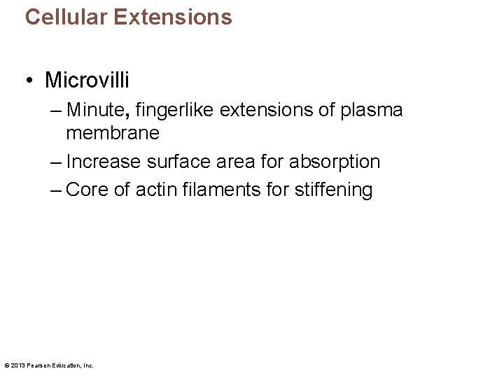 Cellular Extensions • Microvilli – Minute, fingerlike extensions of plasma membrane – Increase surface