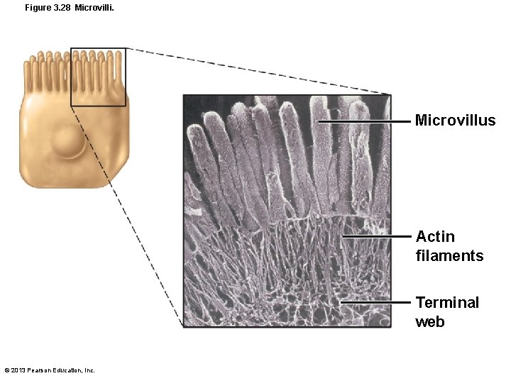 Figure 3. 28 Microvilli. Microvillus Actin filaments Terminal web © 2013 Pearson Education, Inc.