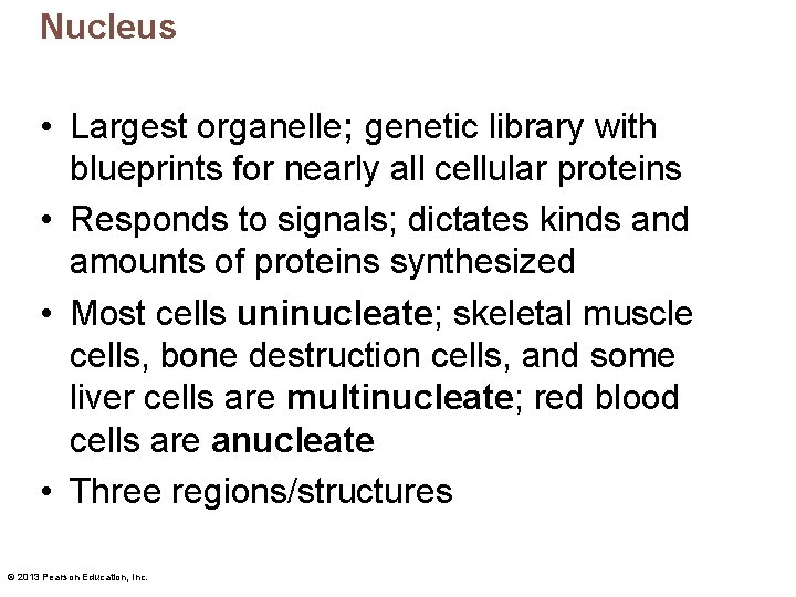 Nucleus • Largest organelle; genetic library with blueprints for nearly all cellular proteins •