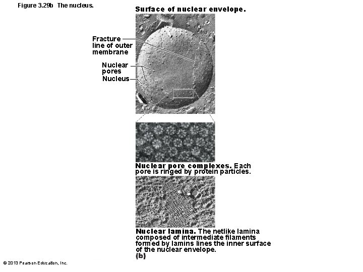 Figure 3. 29 b The nucleus. Surface of nuclear envelope. Fracture line of outer