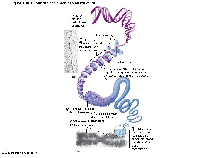 Figure 3. 30 Chromatin and chromosome structure. 1 DNA double helix (2 -nm diameter)