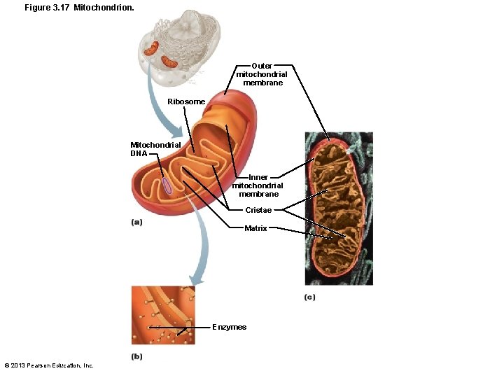 Figure 3. 17 Mitochondrion. Outer mitochondrial membrane Ribosome Mitochondrial DNA Inner mitochondrial membrane Cristae