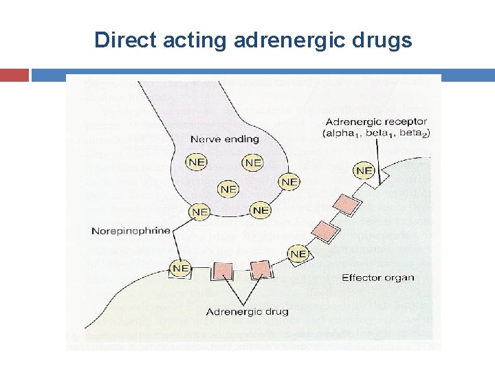 Direct acting adrenergic drugs 