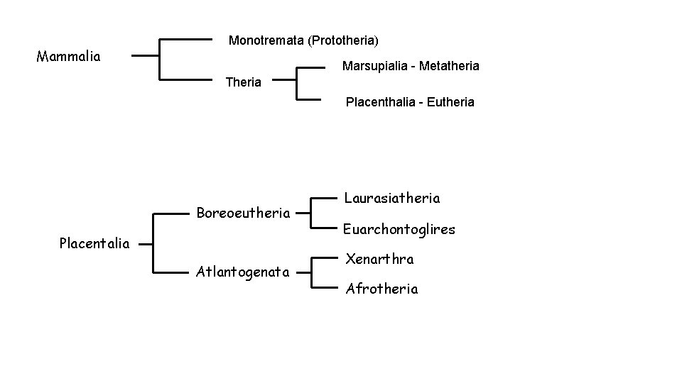 Mammalia Monotremata (Prototheria) Marsupialia - Metatheria Theria Placenthalia - Eutheria Boreoeutheria Placentalia Atlantogenata Laurasiatheria