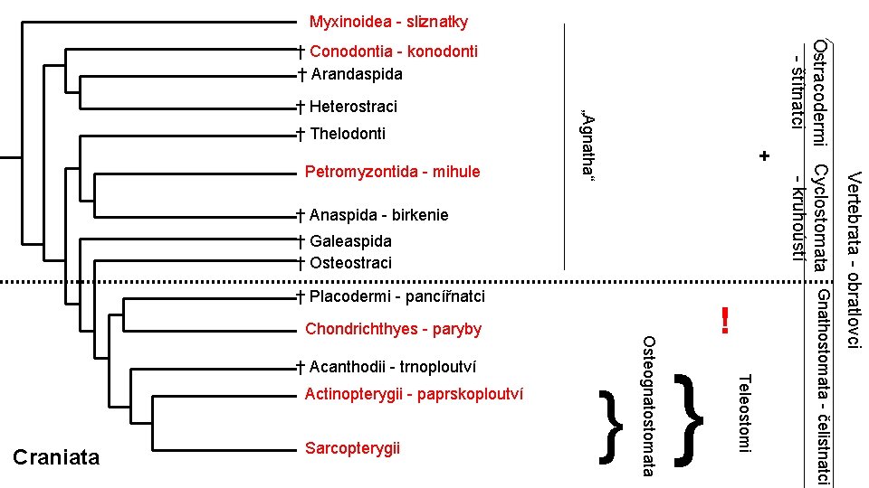 Myxinoidea - sliznatky † Thelodonti + † Anaspida - birkenie † Galeaspida † Osteostraci