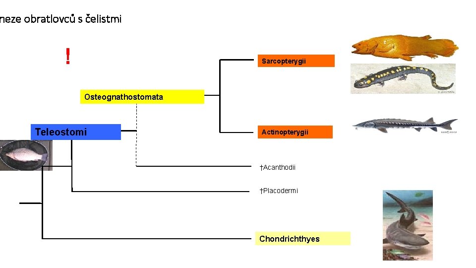 neze obratlovců s čelistmi ! Sarcopterygii Osteognathostomata Teleostomi Actinopterygii †Acanthodii †Placodermi Chondrichthyes 