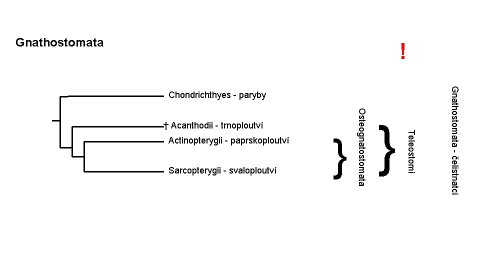 Gnathostomata ! Sarcopterygii - svaloploutví } } Teleostomi Actinopterygii - paprskoploutví Osteognatostomata † Acanthodii