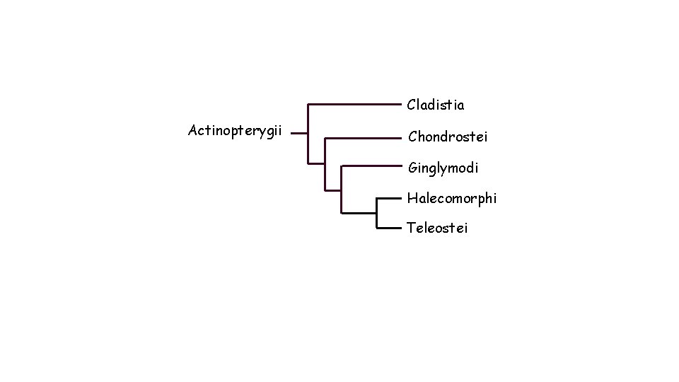 Cladistia Actinopterygii Chondrostei Ginglymodi Halecomorphi Teleostei 