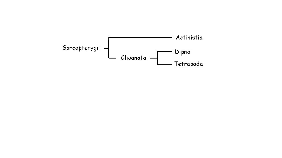 Actinistia Sarcopterygii Choanata Dipnoi Tetrapoda 